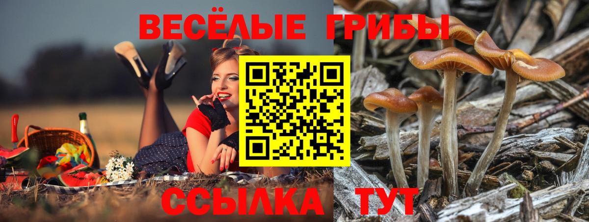 Галлюциногенные грибы Psilocybine cubensis  Вход с VPN  Галлюциногенные грибы мицелий  Краснодар 